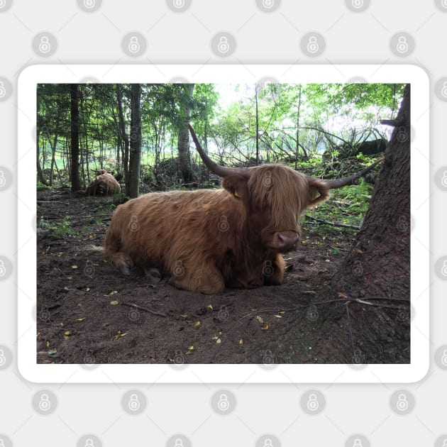 Scottish Highland Cattle Cow 1500 Sticker by SaarelaHighland